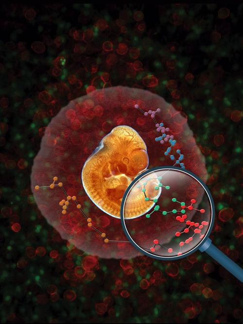 汤富酬研究组及其合作者在单细胞尺度解析造血干细胞的发生过程