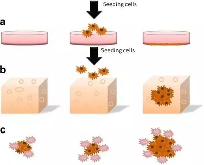 什么是3D细胞培养?